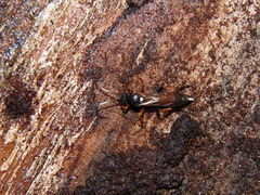 Ichneumon gracilentus