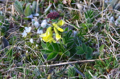 Astragalus umbellatus