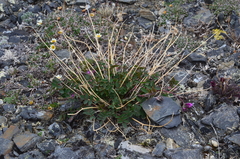 Hedysarum dasycarpum