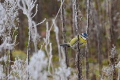 Cyanistes caeruleus caeruleus