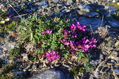 Hedysarum dasycarpum