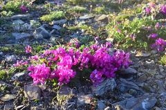 Hedysarum dasycarpum