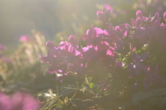 Hedysarum dasycarpum