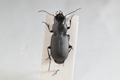 Licinus cassideus