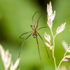 Tetragnatha pinicola