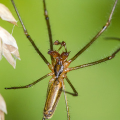 Tetragnatha pinicola