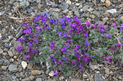 Oxytropis czukotica