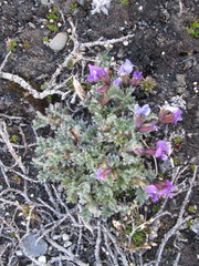 Oxytropis czukotica