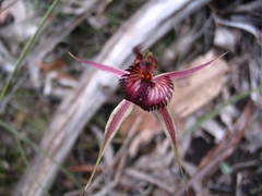 Caladenia reticulata