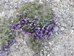 Oxytropis czukotica