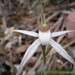 Caladenia rigida - Photo (c) Alan Dandie,  זכויות יוצרים חלקיות (CC BY-NC), הועלה על ידי Alan Dandie