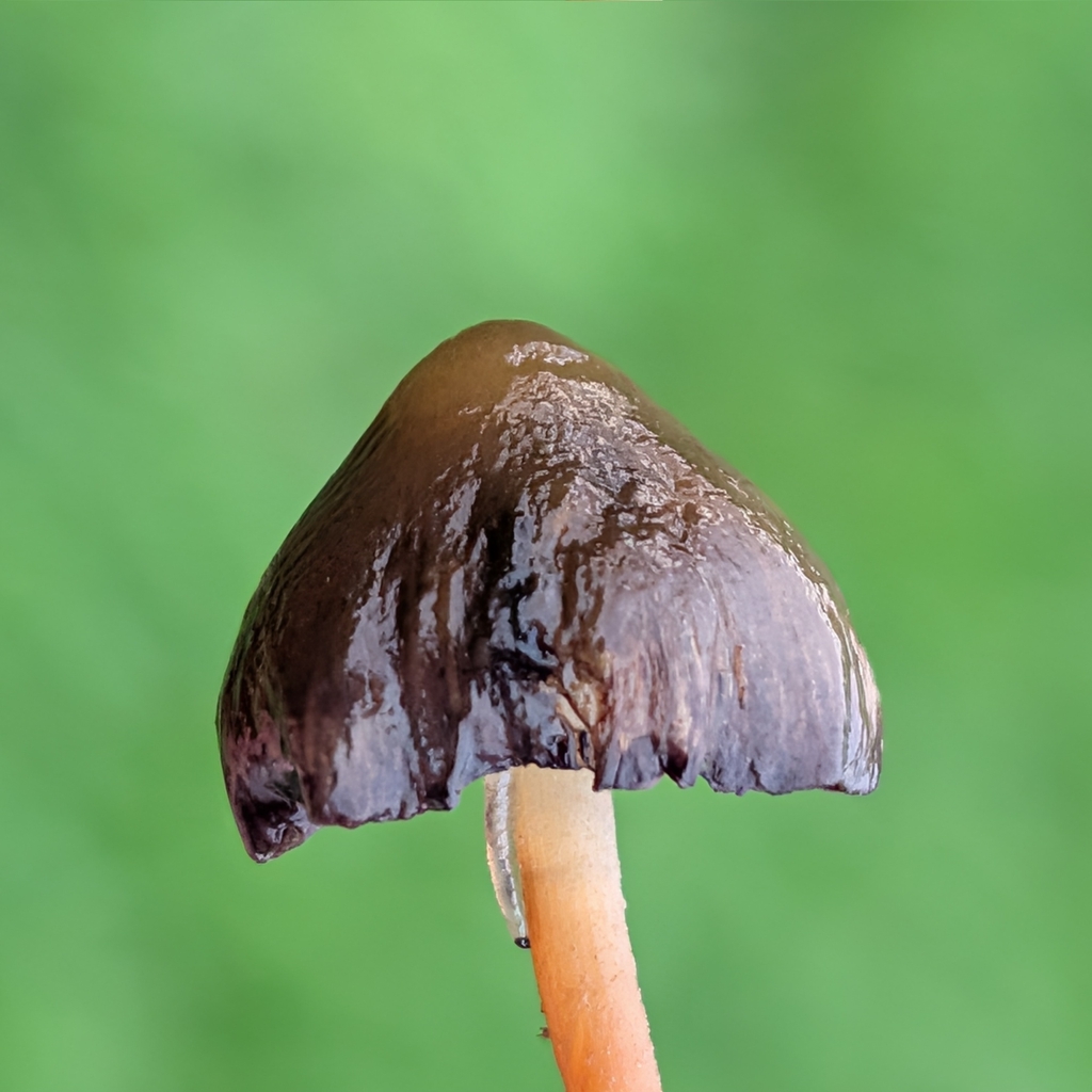 Psilocybe semilanceata · November 2025 · photo: © addshore (iNaturalist, cc-by)