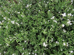 Jasminum fluminense fluminense