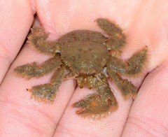 Hapalogaster cavicauda