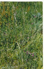 Arrhenatherum elatius bulbosum