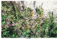 Astragalus hamosus