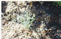 Euphorbia serrata