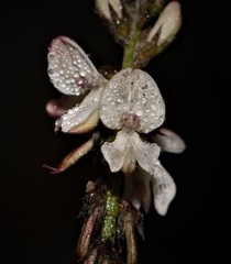 Indigofera cerasiflora