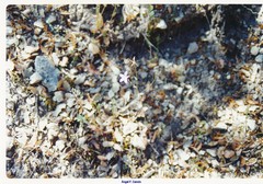 Campanula lusitanica