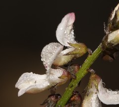Indigofera cerasiflora