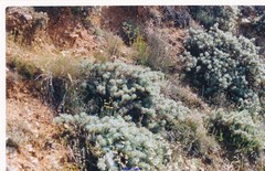 Astragalus granatensis