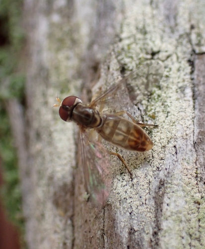 Unknown species found near Prince William County, VA, USA