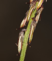 Indigofera cerasiflora