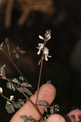 Indigofera cerasiflora