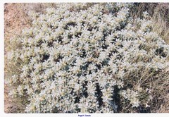 Astragalus granatensis