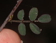 Indigofera cerasiflora