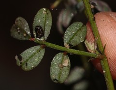 Indigofera cerasiflora