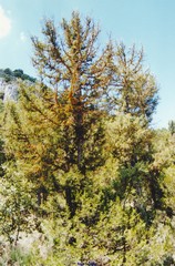 Juniperus thurifera