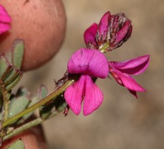 Indigofera sp-aff-humifusa