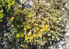 Helianthemum hirtum
