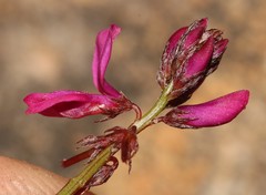 Indigofera sp-aff-humifusa