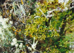 Rhamnus pumila