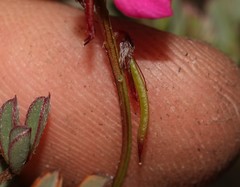 Indigofera sp-aff-humifusa