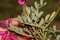 Indigofera sp-aff-humifusa