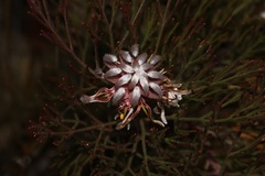Serruria dodii