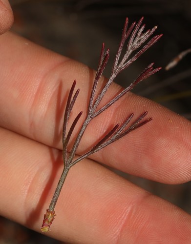 Image of Serruria dodii by (c) Brian du Preez, some rights reserved (CC BY-SA)