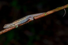 Saproscincus czechurai