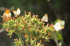 Kalanchoe lanceolata