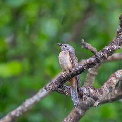 Cacomantis variolosus