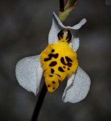Disa flexuosa