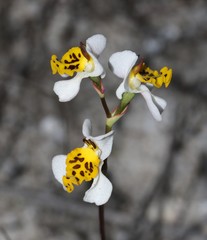 Disa flexuosa
