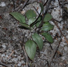 Disa flexuosa