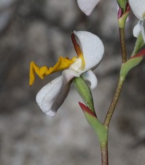 Disa flexuosa