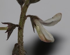 Indigofera cerasiflora