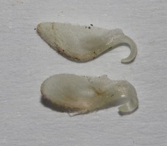 Indigofera cerasiflora