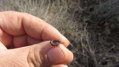 Batrachoseps major major